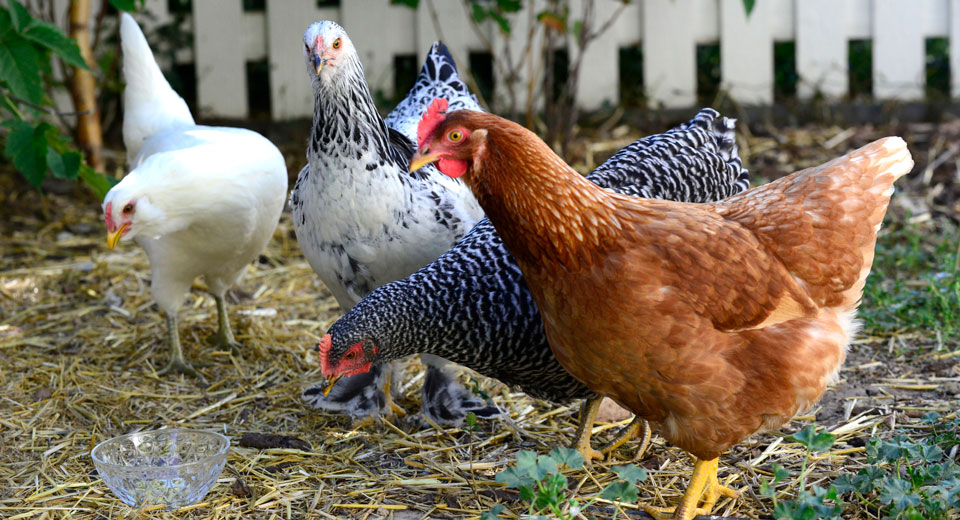 is-raising-backyard-chickens-safe-for-your-family-cchn