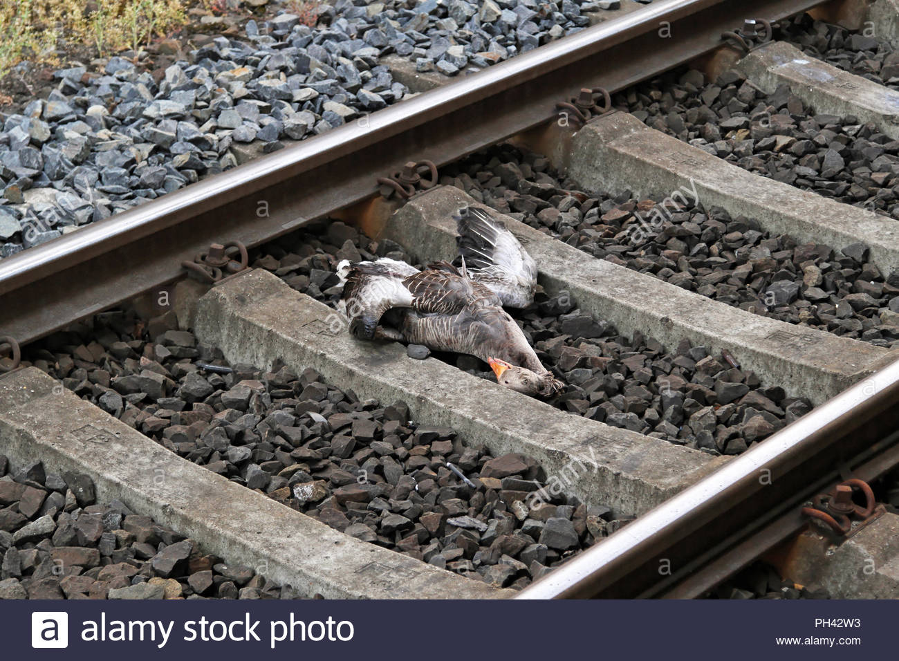 dead-duck-casualty-at-high-speed-railroad-PH42W3