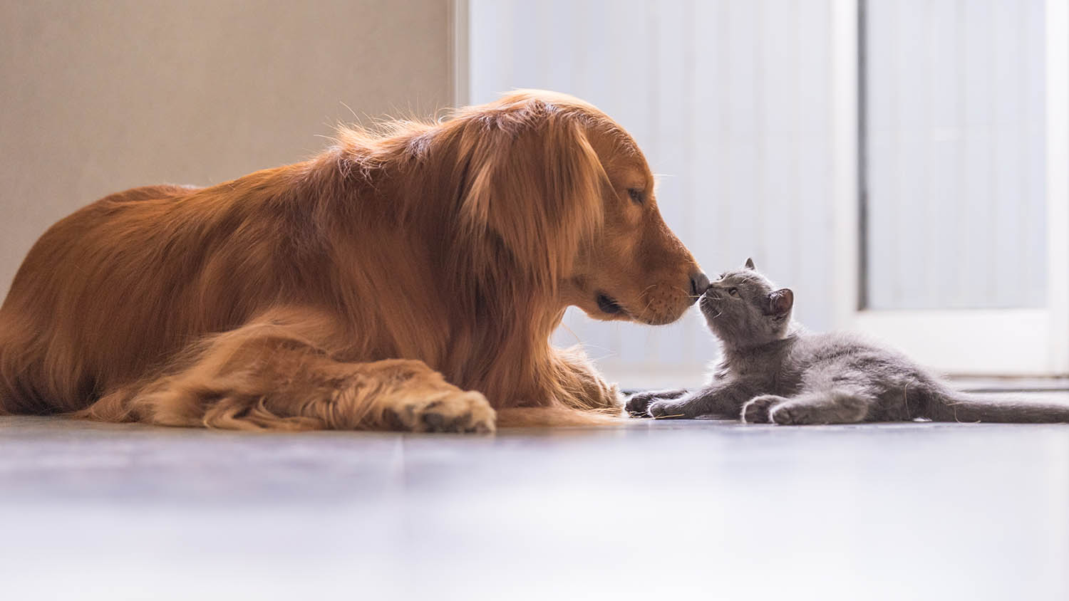 header_cats_and_dogs