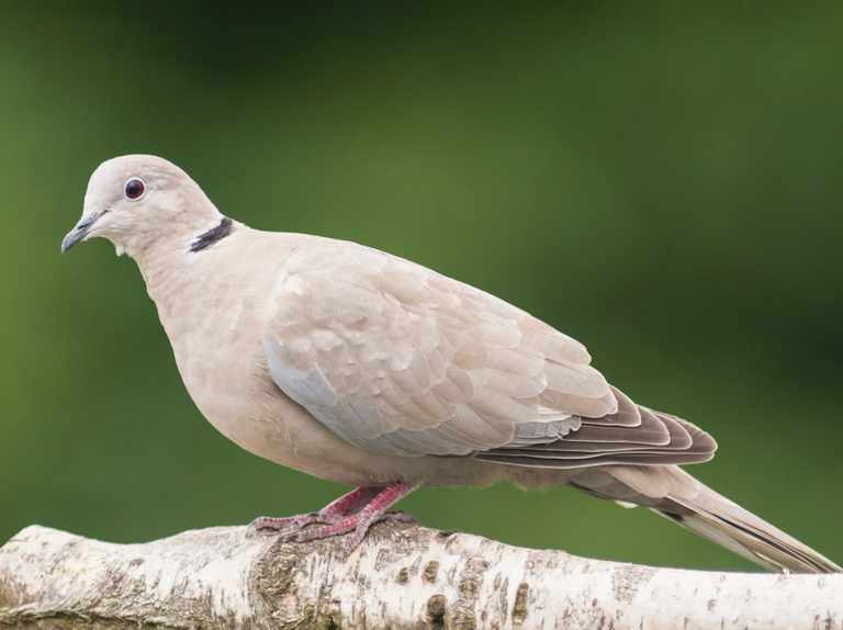 A Collared Dove ( Streptopelia decaocto ) in uk (A Collared Dove (A Collared Dove ( Streptopelia decaocto ) in uk