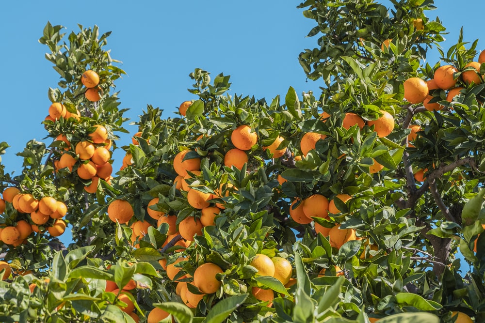 Apfelsinenbaum--Orange_tree