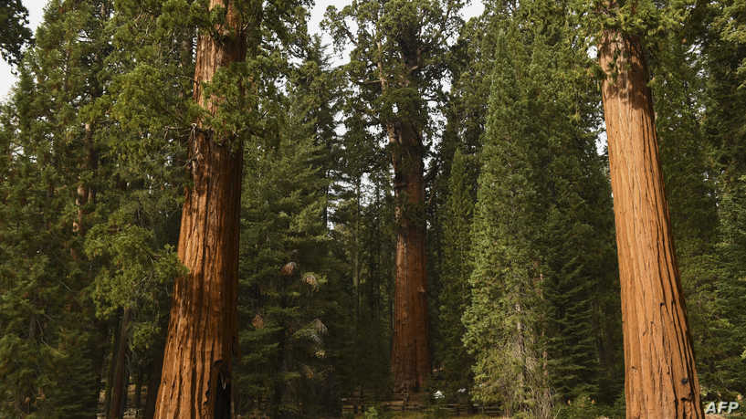 The General Sherman giant sequoia tree stands in the Giant Forest after being unwrapped by US National Park Service (NPS) personnel during the KNP Complex Fire in Sequoia National Park near Three Rivers, California on October 22, 2021. (Photo by Patrick T. FALLON / AFP)