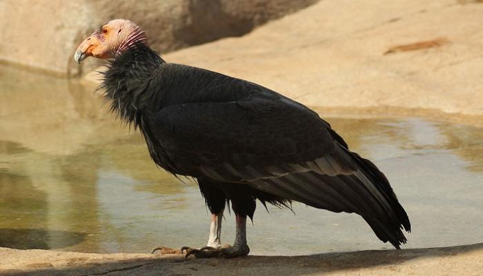 127-154756-rare-condor-reproduce-without-mating_700x400