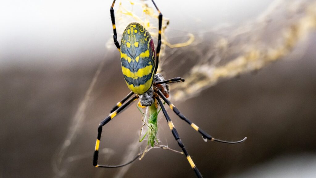 joro-spider-eating-grasshopper