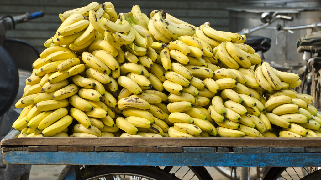 big stack fresh ripe bananas on street mobile stall, India
