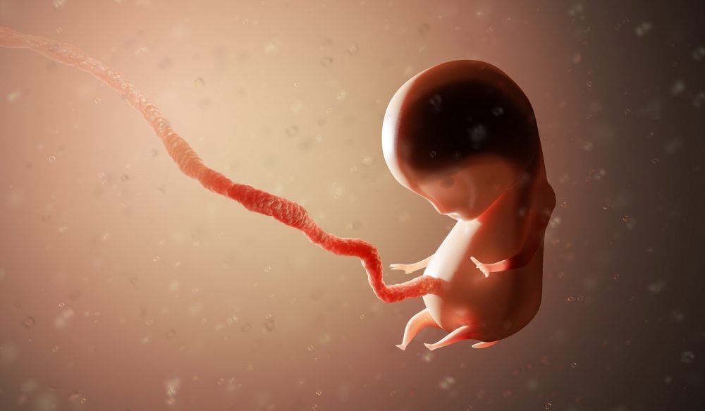 bigstock-Human-Fetus-Or-Embryo-Inside-B-315378310-scaled-e1602525844717