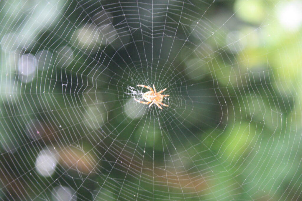 A_classic_circular_form_spider's_web