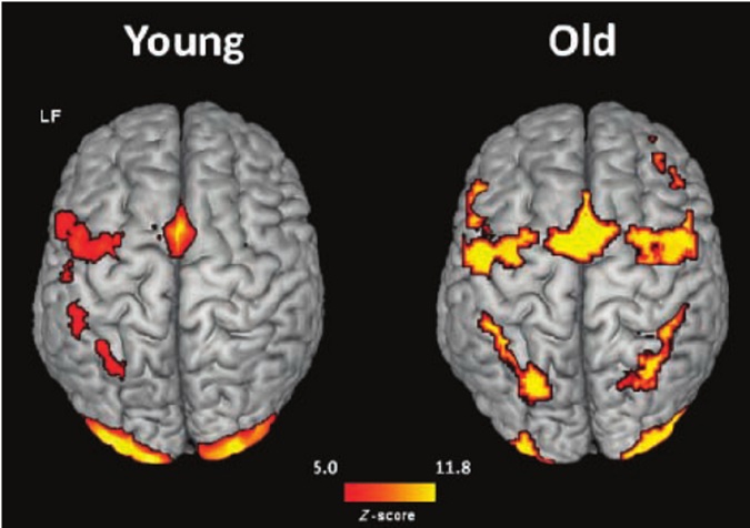 young-old-brains
