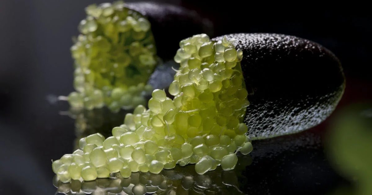 يُباع بالجرام والكيلو بآلاف الجنيهات.. مصر تنجح في زراعة أغلى ليمون في العالم